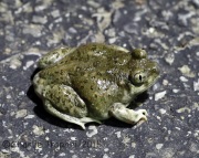 6S3A0024New_Mexico_Spadefoot_Toad