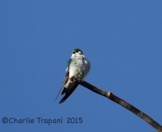 6S3A0032Violet-Green_Swallow