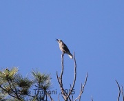 6S3A0058Clark's_Nutcracker