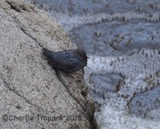 6S3A0097American_Dipper
