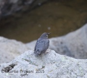 6S3A0104American_Dipper