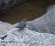 6S3A0106American_Dipper