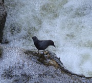 6S3A0129American_Dipper