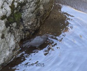 6S3A0149American_Dipper