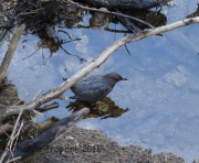 6S3A0181American_Dipper