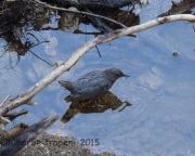 6S3A0185American_Dipper