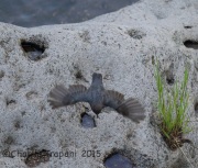 6S3A0202American_Dipper