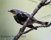 6S3A0204Yellow-Rumped_Warbler