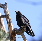 6S3A0230Common_Raven