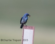 6S3A0238Mountain_Bluebird