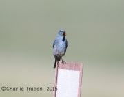 6S3A0244Mountain_Bluebird