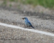 6S3A0254Mountain_Bluebird