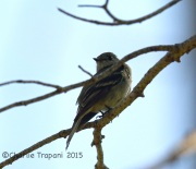 6S3A0292Dusky_Flycatcher