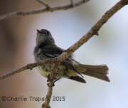6S3A0300Dusky_Flycatcher