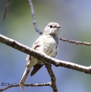 6S3A0311Dusky_Flycatcher