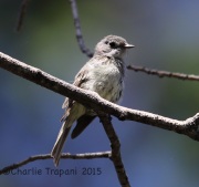 6S3A0312Dusky_Flycatcher