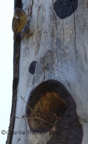6S3A0328House_Wren