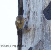 6S3A0329House_Wren