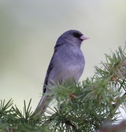 6S3A0350Dark-Eyed_Junco