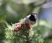 6S3A0373Mountain_Chickadee