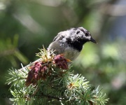 6S3A0375Mountain_Chickadee
