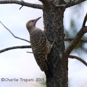 6S3A0387Northern_Flicker_RS