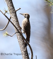 6S3A0394Northern-Flicker_RS