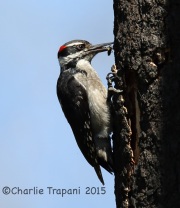 6S3A0415Hairy_Woodpecker