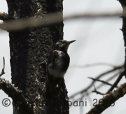 6S3A0503Three-Toed_Woodpecker