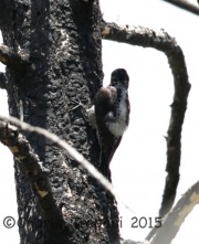 6S3A0515Three-Toed_Woodpecker