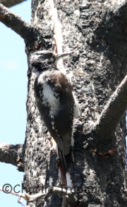 6S3A0534Three-Toed_Woodpecker