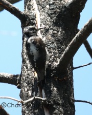 6S3A0535Three-Toed_Woodpecker