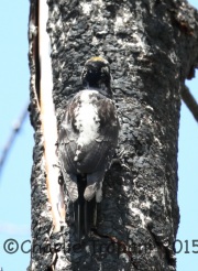 6S3A0543Three-Toed_Woodpecker