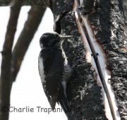 6S3A0554Three-Toed_Woodpecker