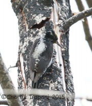 6S3A0562Three-Toed_Woodpecker