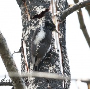 6S3A0563Three-Toed_Woodpecker
