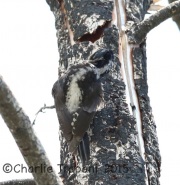 6S3A0573Three-Toed_Woodpecker