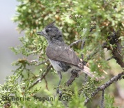6S3A0620Juniper_Titmouse_1