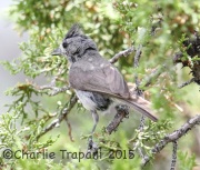 6S3A0622Juniper_Titmouse