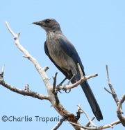 6S3A0661Western_Scrub_Jay