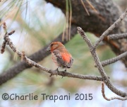 6S3A0760Red_Crossbill