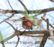 6S3A0792Red_Crossbill