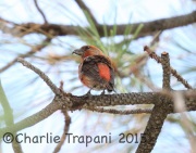 6S3A0793Red_Crossbill