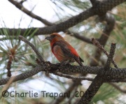 6S3A2648Red_Crossbill