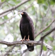 6S3A9794Common_Blackhawk
