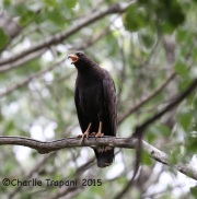 6S3A9806Common_Blackhawk