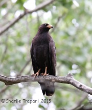 6S3A9811Common_Blackhawk