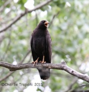 6S3A9812Common_Blackhawk