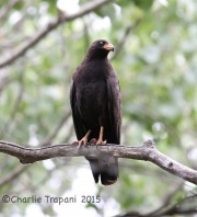 6S3A9818Common_Blackhawk