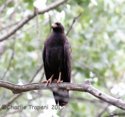 6S3A9819Common_Blackhawk